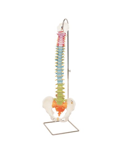 Didactic Flexible Spine Model